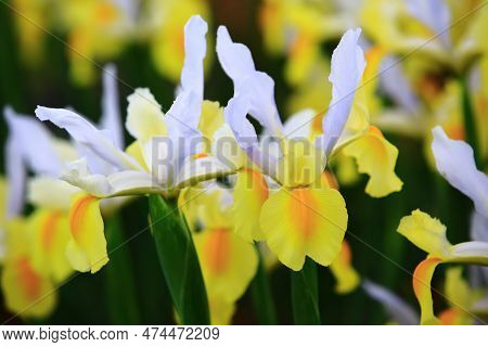 Blooming Iris(flag,gladdon,fleur-de-lis) Flowers,close-up Of Beautiful Colorful Iris Flowers Bloomin