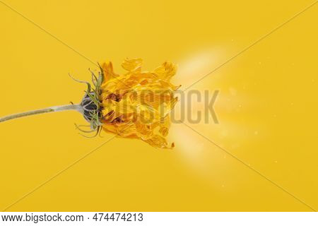 Yellow Wilting Flower Of Topinambur On Yellow Background With Light, Hanging From Left Withered Jeru