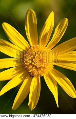 Closeup Macro Shot Of Yellow Euryops Flower, With Ant On It. Beautiful Texture Of Anther And Petals 