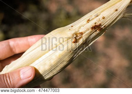 A Cob Of Corn Spoiled By Caterpillars In A Woman's Hand. Pest Control On The Farm.