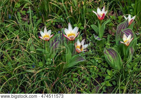 Close Up Shot Of A Group Of Rosy Red With White Margins On The Outside, Snow-white Tulip On The Insi