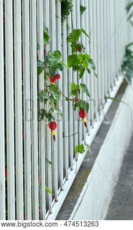 Trailing Abutilon ( Callianthe Megapotamica ) Flowers. Malvaceae Evergreen Tropical Shrub Native To 