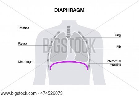 Diaphragm Anatomical Poster. Major Muscle Of Respiration System Scheme. Inhalation Process In The Hu