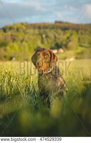Close-up Of A Bohemian Wirehaired Pointing Griffon Dog Resting And Sitting In Tall Grass And Licking