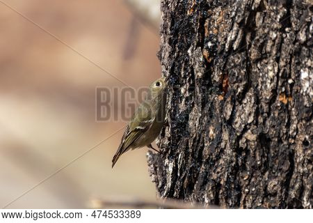Ruby-crowned Kinglet. In The Spring, Woodpeckers Make Holes In A Tree From Which Sweet Sap Flows.\no