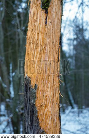 Aspen Trunk Gnawed By Elk In Winter. No Bark. Gnaws. Winter Food Of Elk (alces Alces). End Of Decemb