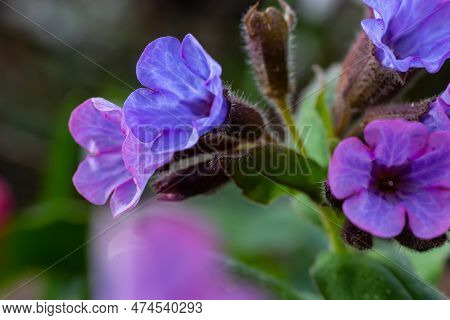 Close-up Of Blooming Flowers Pulmonaria Mollis In Sunny Spring Day, Selective Focus .closeup Detail 