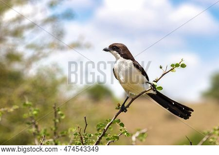 A Long-tailed Fiscal Shrike, Lanius Cabanisi, Perched On A Tree In Nairobi National Park, Kenya. Thi