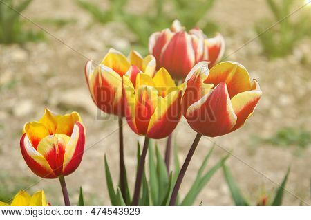 Colorful Tulips Bloom In Fields On Spring Time At Sunset