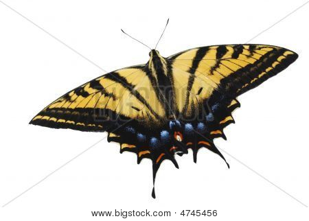 Tygr Buterfly