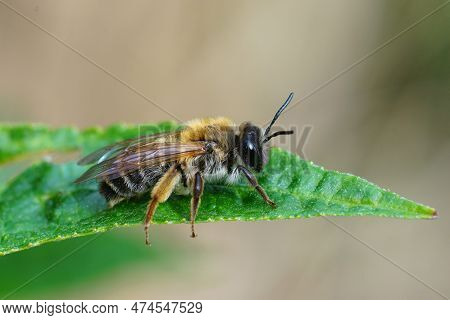 Natural Closeup On A Colorful Female Grey -gastered Mining Bee, Andrena Tibialis Sitting On A Green 