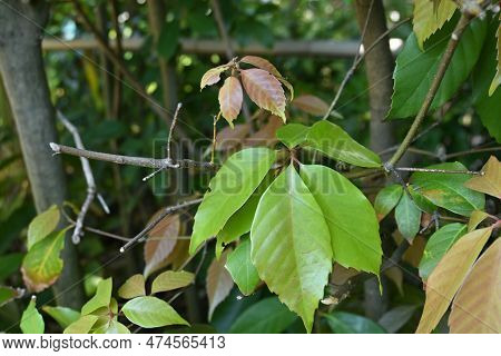 Ring-cup Oak ( Quercus Glauca ) Leaves. Used For Garden Trees And Hedges. Ripens In Autumn On Acorn-