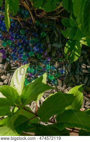 Orbeez Hydrogel Balls. Hydrogel Balls Under The Hydrangea Bush In The Sun.moisturizing The Soil And 