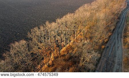 Plowed Field And Trees Without Leaves Lit By Sunlight On Sunny Autumn Spring Day. Tilled Land Field.
