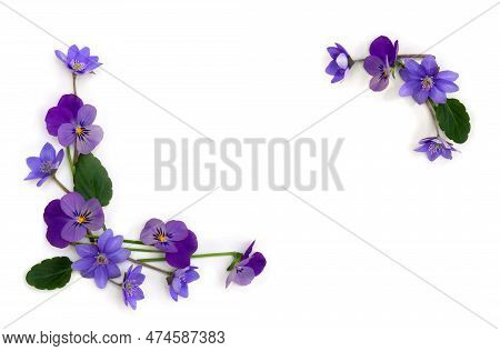 Flowers Viola Tricolor ( Pansy ) And Blue Flowers Hepatica ( Liverleaf Or Liverwort ) On A White Bac