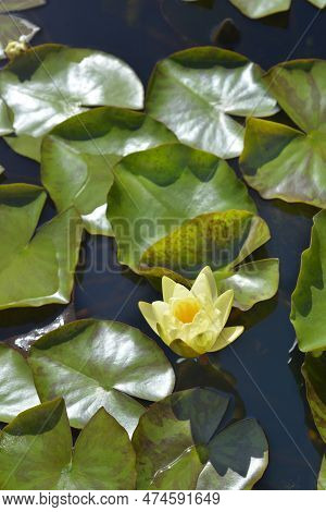 Hardy Water Lily Marliacea Chromatella Flower In The Spring