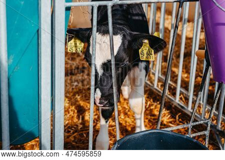Little Calf With Yellow Ear Tags Standing In Cage In Sunny Livestock Barn On Farm In Countryside Loo