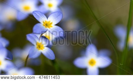 Beautiful Patch Of Bluets Blooming Along The Blue Ridge Parkway