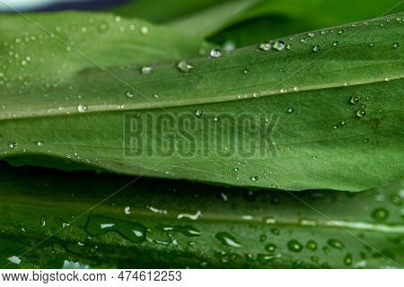 Wild Garlic. Close Up Photo Of Green Fresh Leaves With Water Drops Of Wild Garlic.