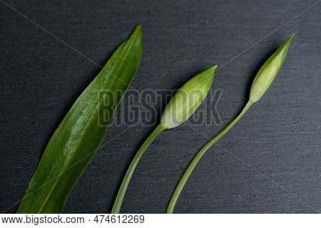 Wild Garlic. Flowers And Leaf Of Wild Garlic On A Black Board.