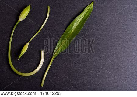Wild Garlic. Flowers And One Leaf Of Wild Garlic On A Black Board.
