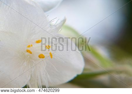 A Macro Photo Of White Flower Of Tradescantia Fluminensis