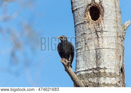 European Starling (sturnus Vulgaris) At The Nest Cavity. Starlings Very Often Occupy Cavities After 