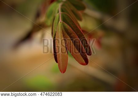 Tender Leaves At The Break Of The Spring.