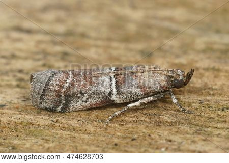 Natural Closeup On The Small But Colorful Mediterranean Alophia Combustella Crambidae Moth, Sitting 