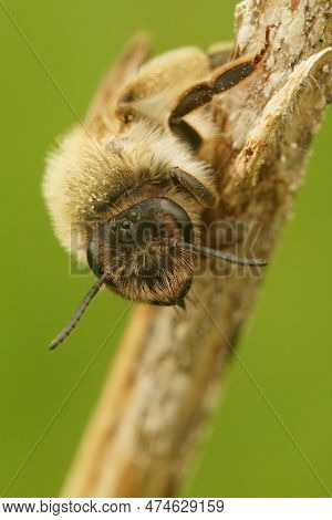 Natural Closeup On A Female Grey-gastered Mining Bee , Andrena Tibialis Sitting On A Twig