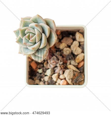 Succulent Flower. Graptoveria Inti Platense Plant On White