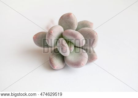 Succulent Propagation. Pachyphytum Plant On White Background