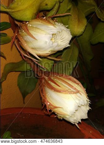 Closeup Of Beautiful Indian Night Blooming White Color Brahma Kamala Flower In A Plant.