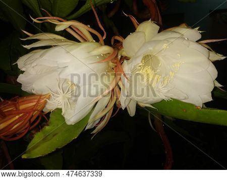 Closeup Of Beautiful Indian Night Blooming White Color Brahma Kamala Flower In A Plant.