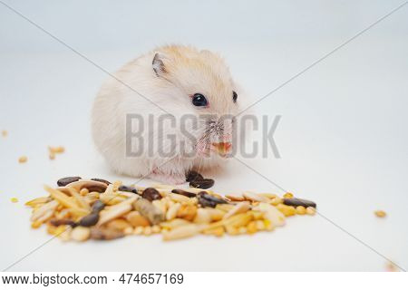A Small White With Red Dzungar Hamster Eats Seeds On A White Table.