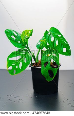 The Sprout Of Monstera Munky In A Pot On A Black Table.