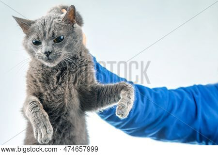 Man Hand Holds A Gray Cat By The Scruff Of The Neck. Home Fluffy Pet Is Guilty
