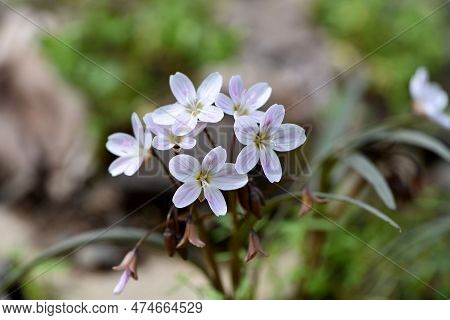 Spring Beauty Wildflower Blooming In April, Pennsylvania