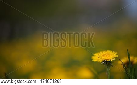 Single Dandelion In The Park In Yaroslavl