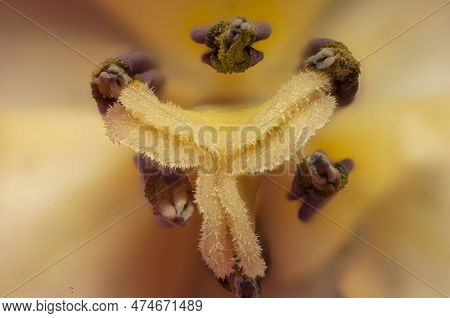 Inside The Tulip Flower With Macro Photography