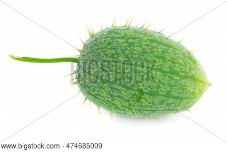 Ecballium Isolated On White Background. Ecballium Elaterium Or Wild Cucumber Pods