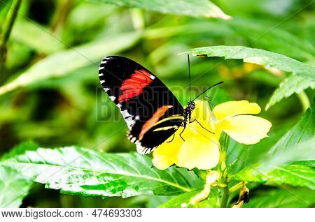 Beautiful Heliconius Melpomene Butterfly On Green Garden Leaves. Lepidopteron