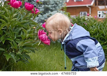 Baby jongen ruikende reus rose