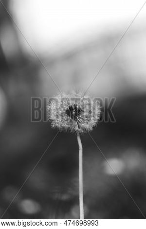 Black And White Vertical Closeup Of A Common Dandelion Blowgun Ball With Lsus Fluffy Seeds To Blow A