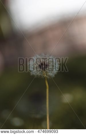 Black And White Vertical Closeup Of A Common Dandelion Blowgun Ball With Lsus Fluffy Seeds To Blow A