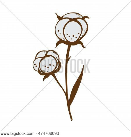 Cotton Branches Plants With Elegant Leaves. Botanical Illustration Of Cotton Flowers. Hand-drawn Set