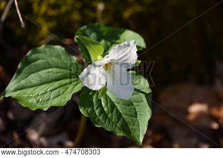 White Trillium Blooming In The Morning Light
