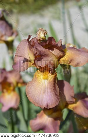 Tall Bearded Iris Tarn Hows Flowers In The Garden