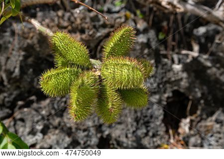 Seed Pods Of Gray Nicker Caesalpinia Bonduc, Ile Aux Aigrettes, Mauritius