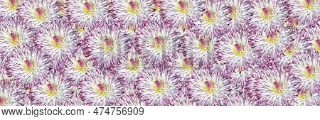Bellis Perennis Daisy Multiple Flowers Web Banner